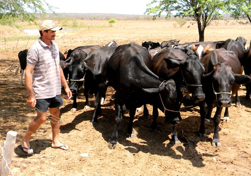 Agricultor_Francisco_Haliston_acompanha_as_vacas_leiteiras_-_Img._Crisanto_Teixeira