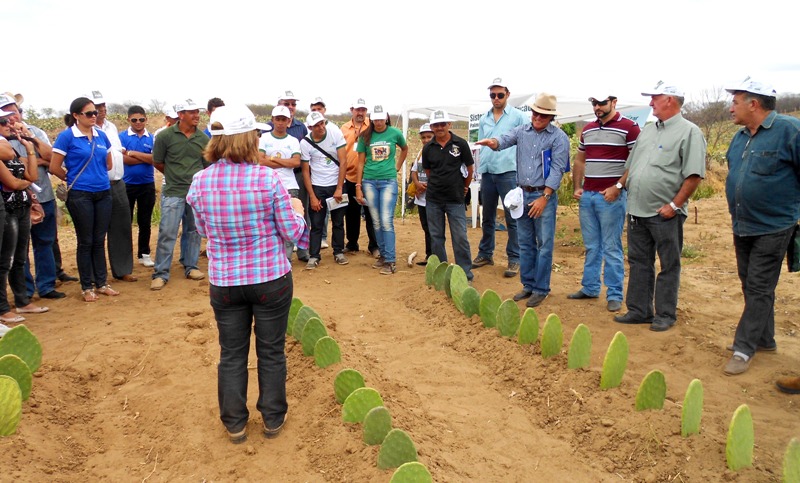 Ato_palma_forrageira_3