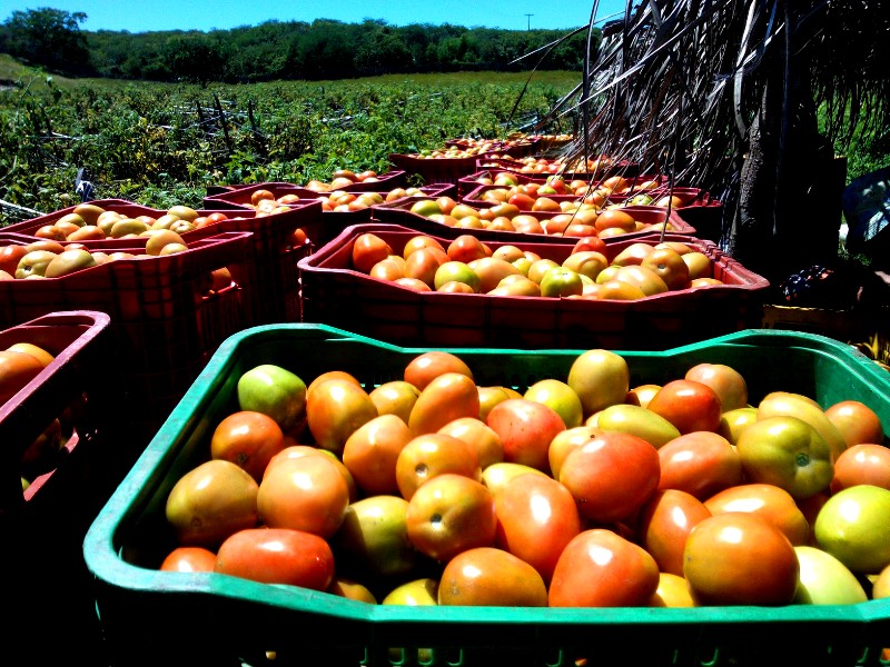 COLHEITA TOMATE 2