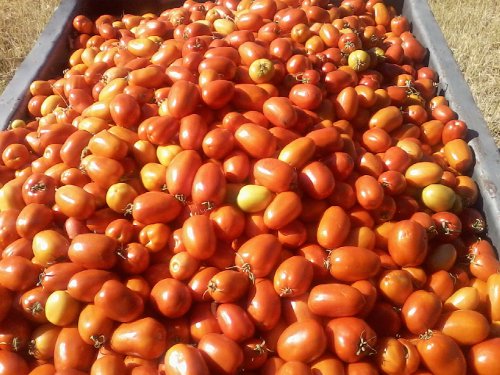 AÇÃO E TOMATE