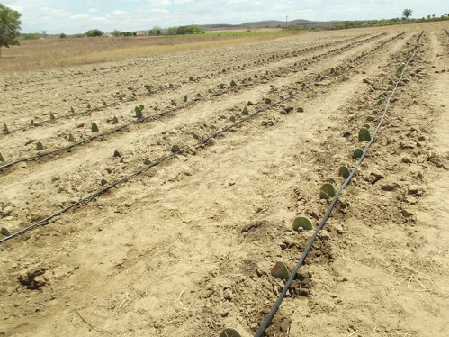 Ematerce 26 outubro 50 Palma Forageira 3 - Foto Crisanto Teixeira