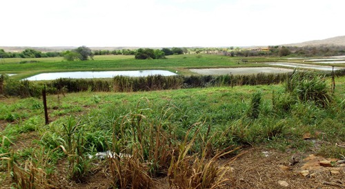 foto fazenda banabuiu2