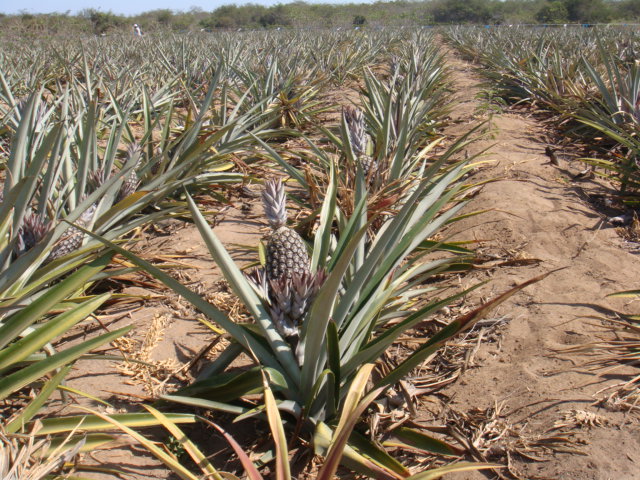 ABACAXI