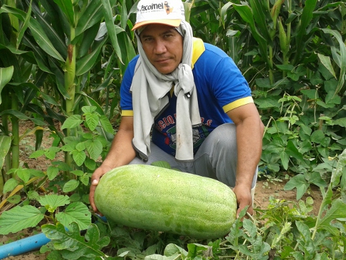 AGRICULTOR COM MELANCIA