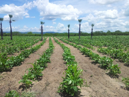 AÇÃO EXTENSIONISTA