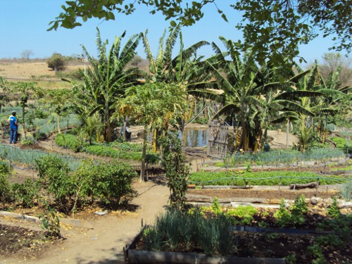 AÇÃO CONSERVACIONISTA DOIS