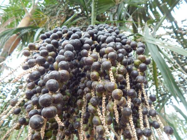 Quixeré-CE é pioneiro no plantio de Açaí no Estado do Ceará