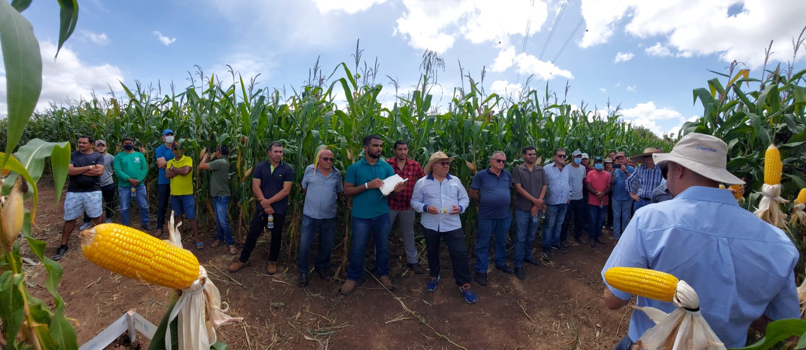 Porteiras (CE): Ematerce participa de dia de campo sobre milho híbrido no Cariri