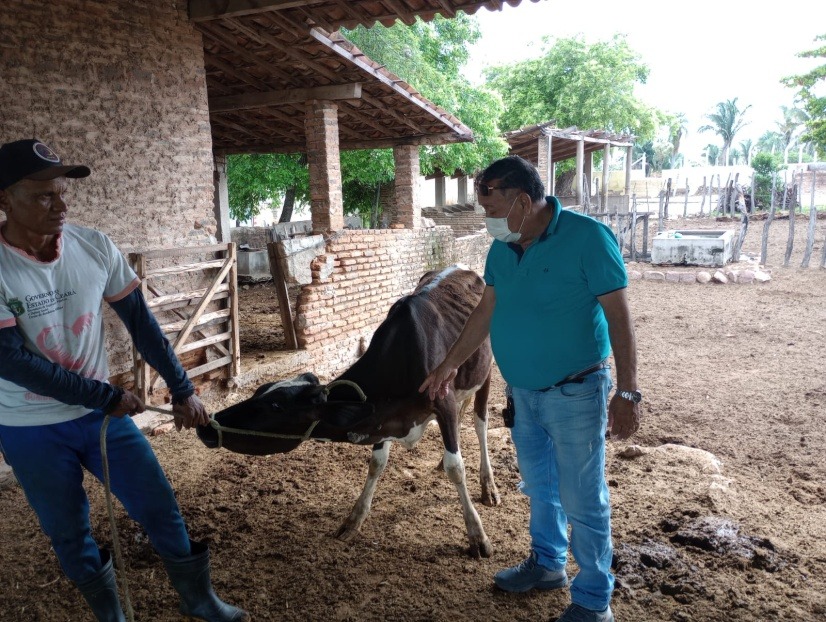Crato: Ematerce presta ATER para tratamento de papilomatose em bovinos