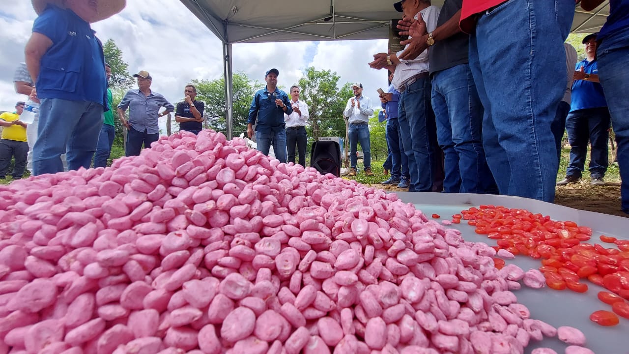 Porteiras: Ematerce e Prospera iniciam cultivo de milho com alto potencial genético no Cariri