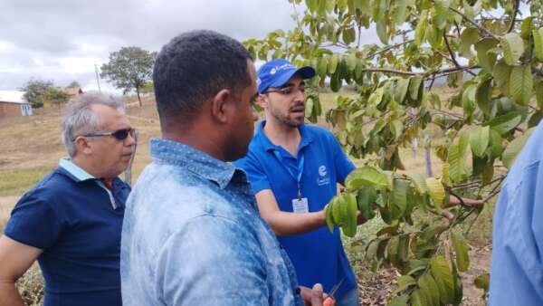 Técnico da Ematerce, escritório local de Juazeiro do Norte-CE, explicam a produtores sobre uso da "calda bordalesa" em fruteiras.