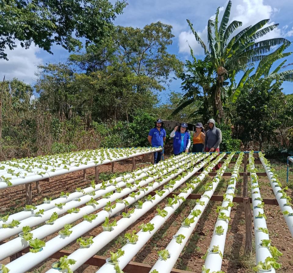 Produtora de Ubajara avança na produção hidropônica e planeja implantar aquaponia